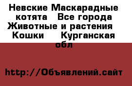 Невские Маскарадные котята - Все города Животные и растения » Кошки   . Курганская обл.